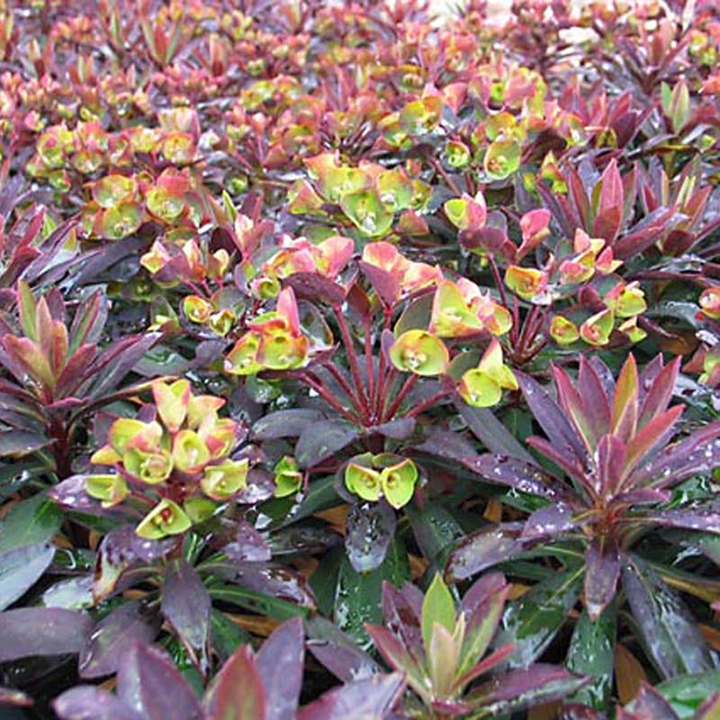 SAHARA™ Blackbird Euphorbia