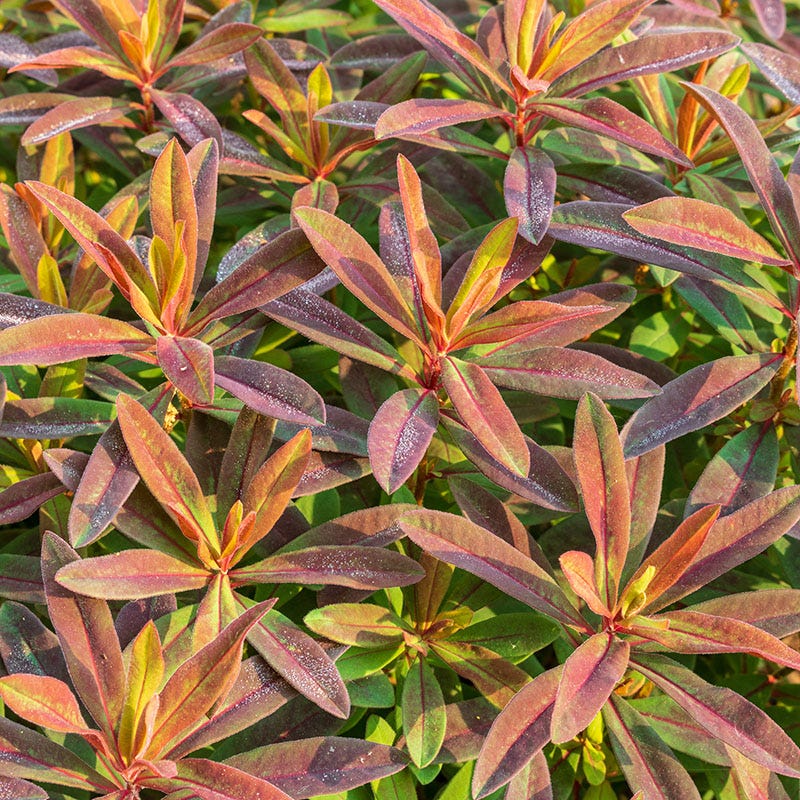Bonfire Euphorbia