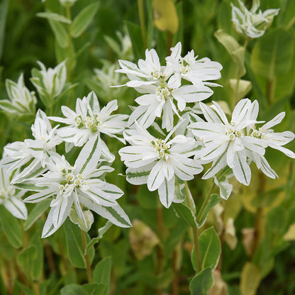 Snow on the Mountain, Euphorbia marginata