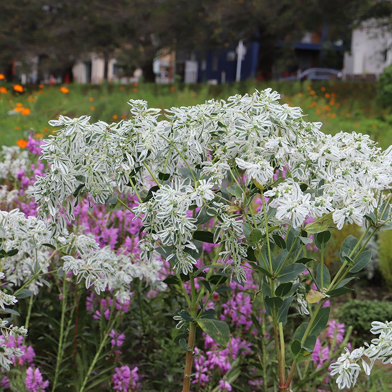 Snow on the Mountain, Euphorbia marginata