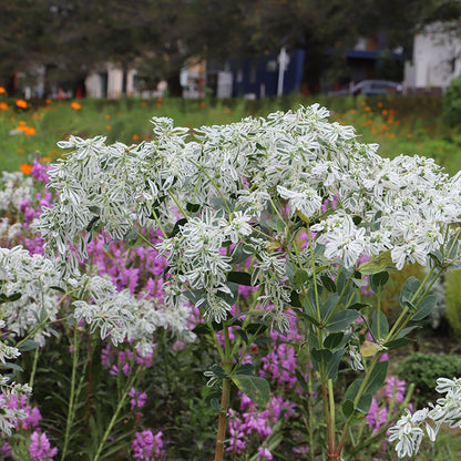 Snow on the Mountain, Euphorbia marginata