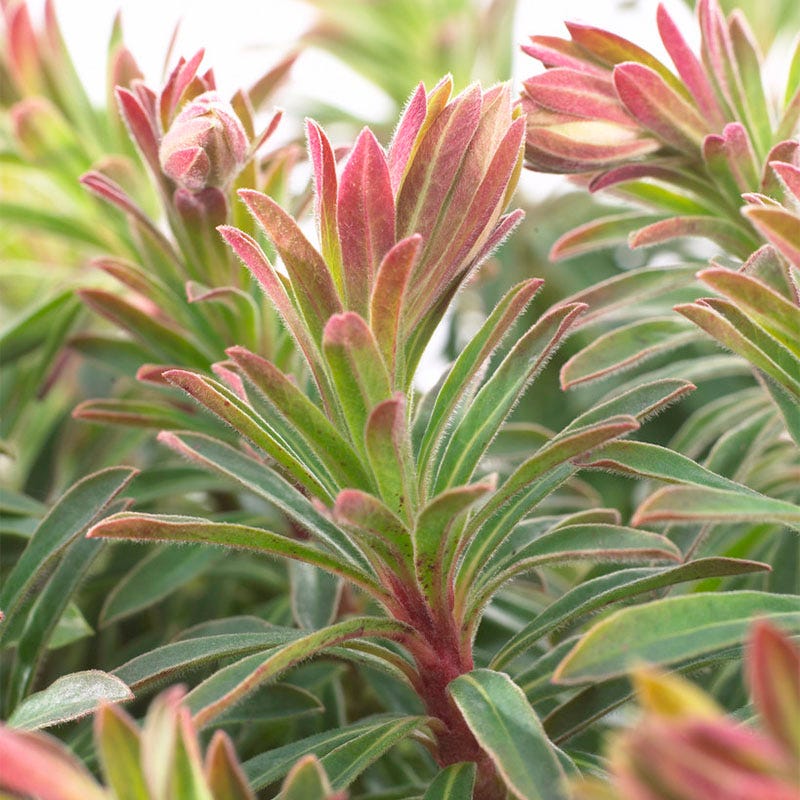 Ascot Rainbow Euphorbia