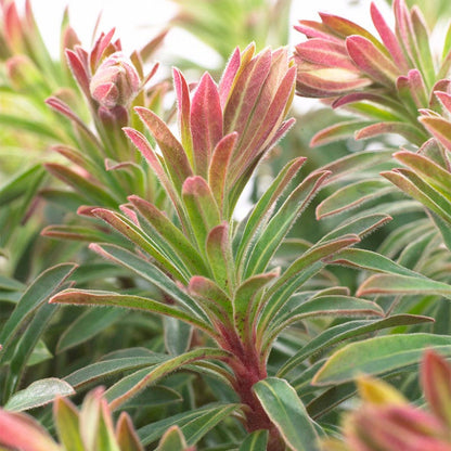 Ascot Rainbow Euphorbia