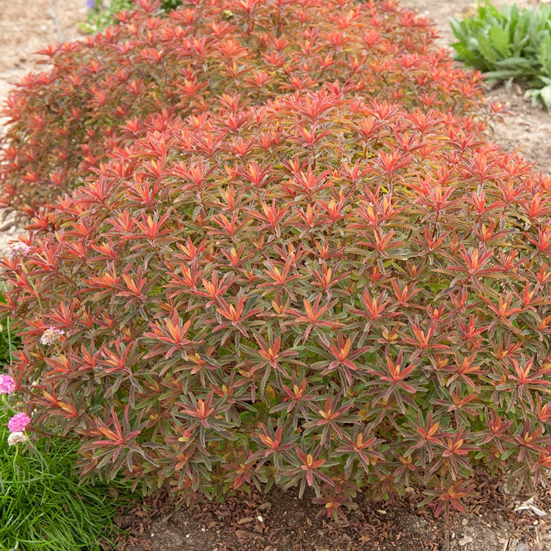 Bonfire Euphorbia