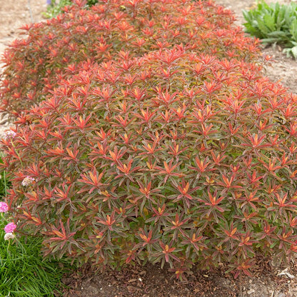 Bonfire Euphorbia