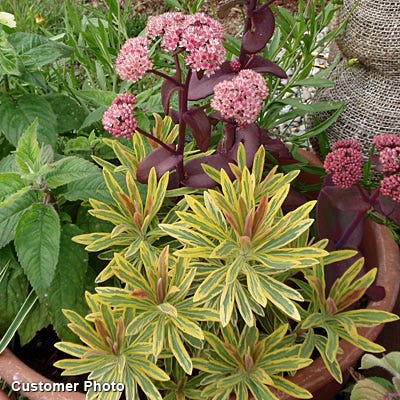 euphorbia succulent Ascot Rainbow Euphorbia | Green | Plant