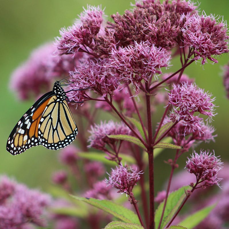 Euphoria™ Ruby Joe Pye Weed