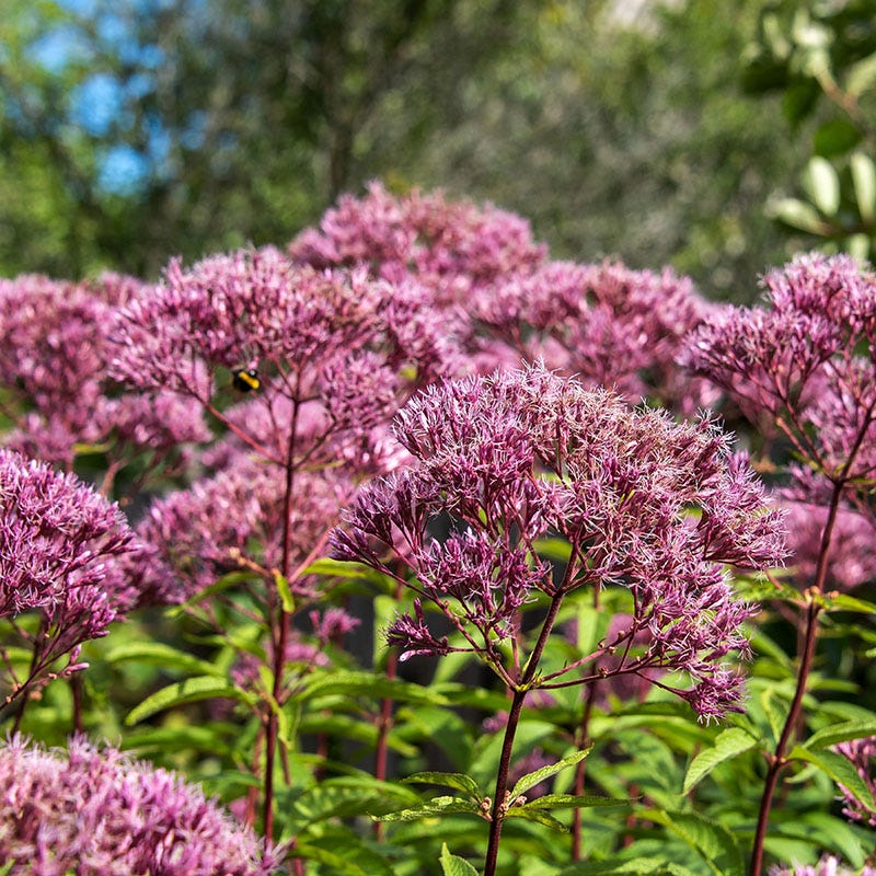 Euphoria™ Ruby Joe Pye Weed