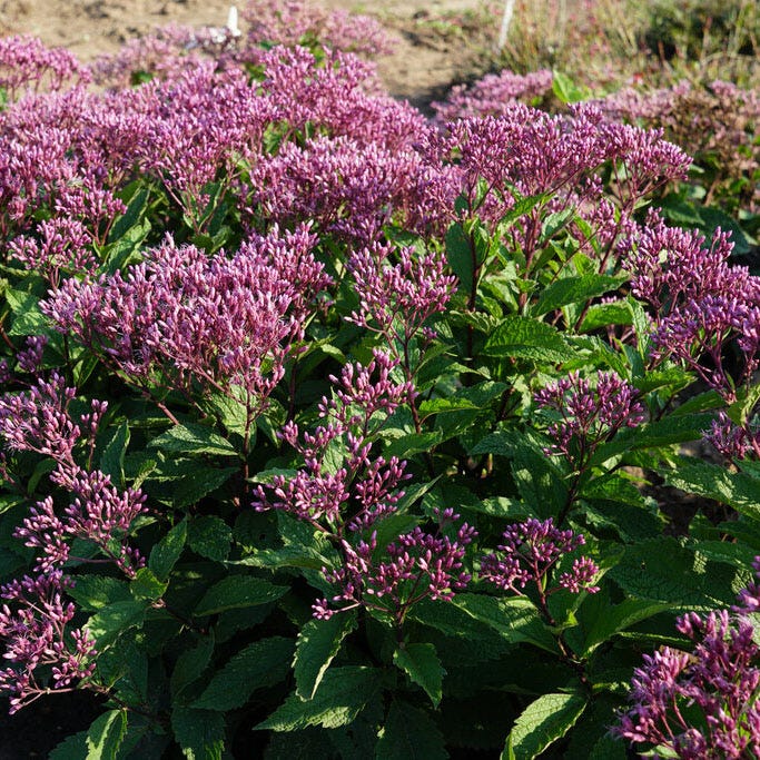 Euphoria Ruby Joe Pye Weed | Pink | Plant