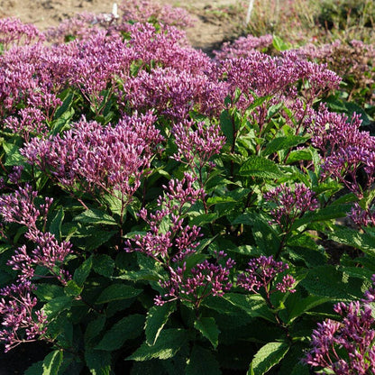 Euphoria™ Ruby Joe Pye Weed
