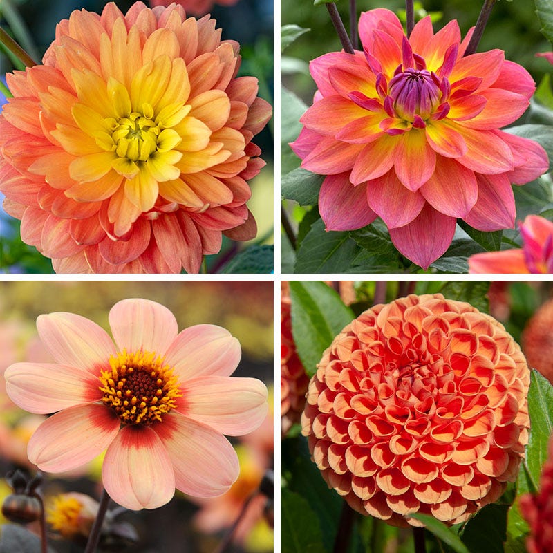 Evening Glow Dahlia Collection - Thumbnail 4