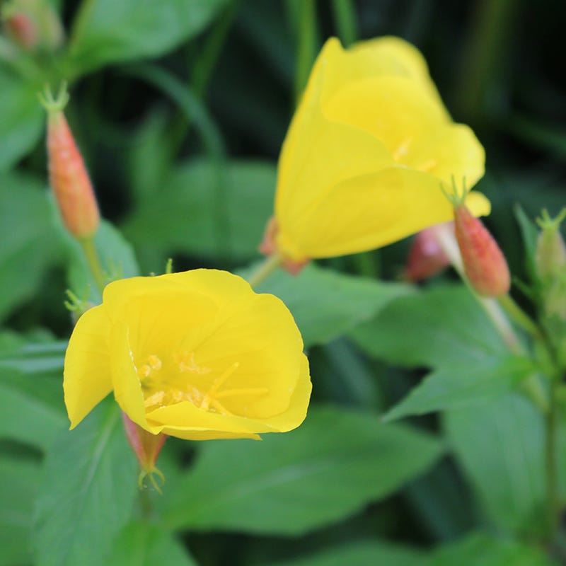 ACEITE DE ONAGRA (OENOTHERA BIENNIS) EVENING PRIMROSE OIL+ VITAMINA E
