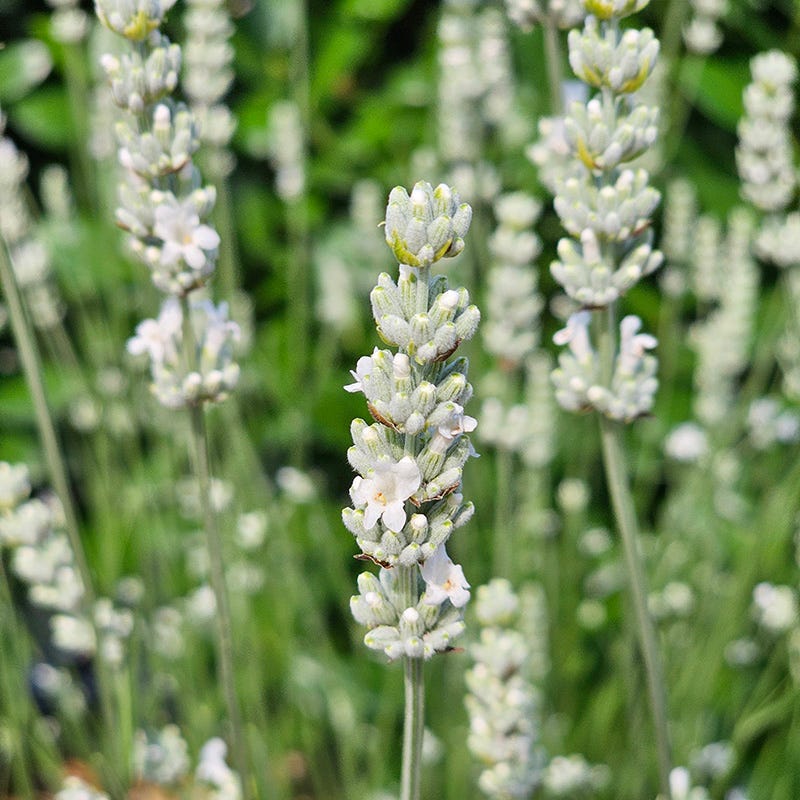 lavender plant white Exceptional Lavender | White | Plant