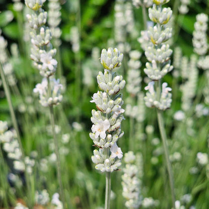 Exceptional™ Lavender