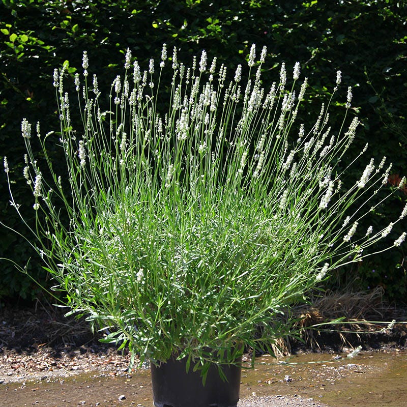 lavender alba plants Exceptional Lavender | White | Plant