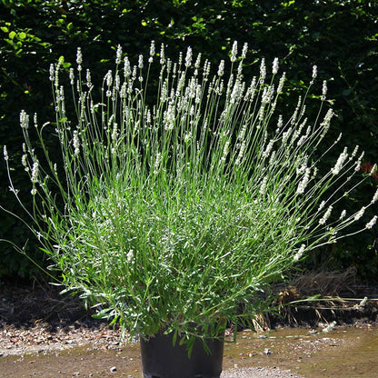 Exceptional™ Lavender