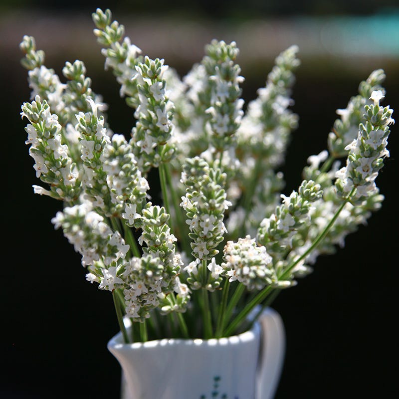 lavender white flower Exceptional Lavender | White | Plant
