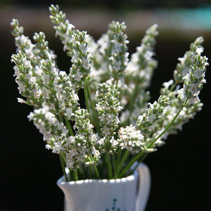 Exceptional™ Lavender