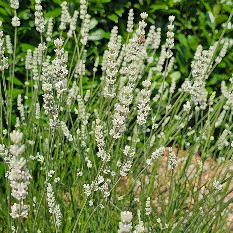 Exceptional Lavender | White | Plant