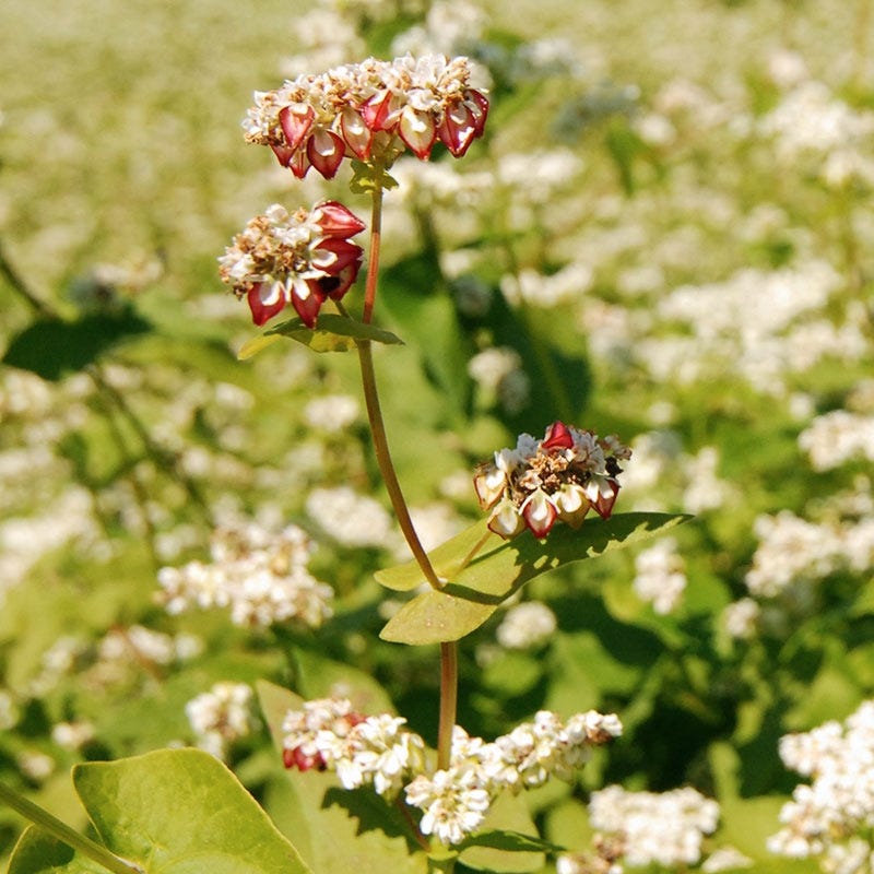 Buckwheat Seeds, Fagopyrum esculentum