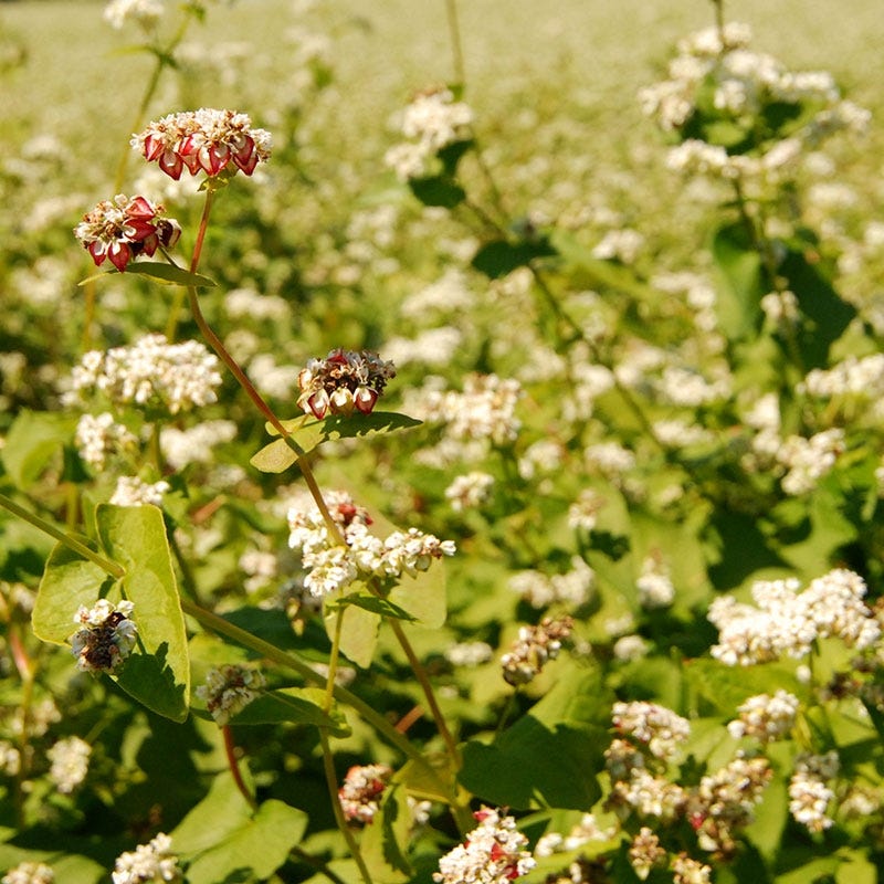 Buckwheat Seeds