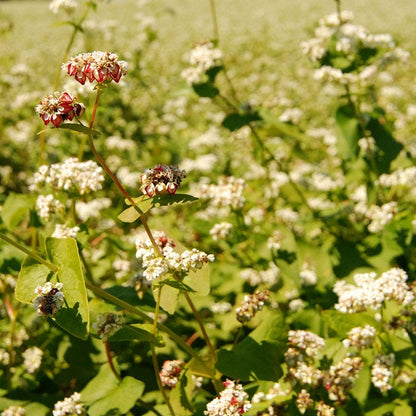 Buckwheat Seeds