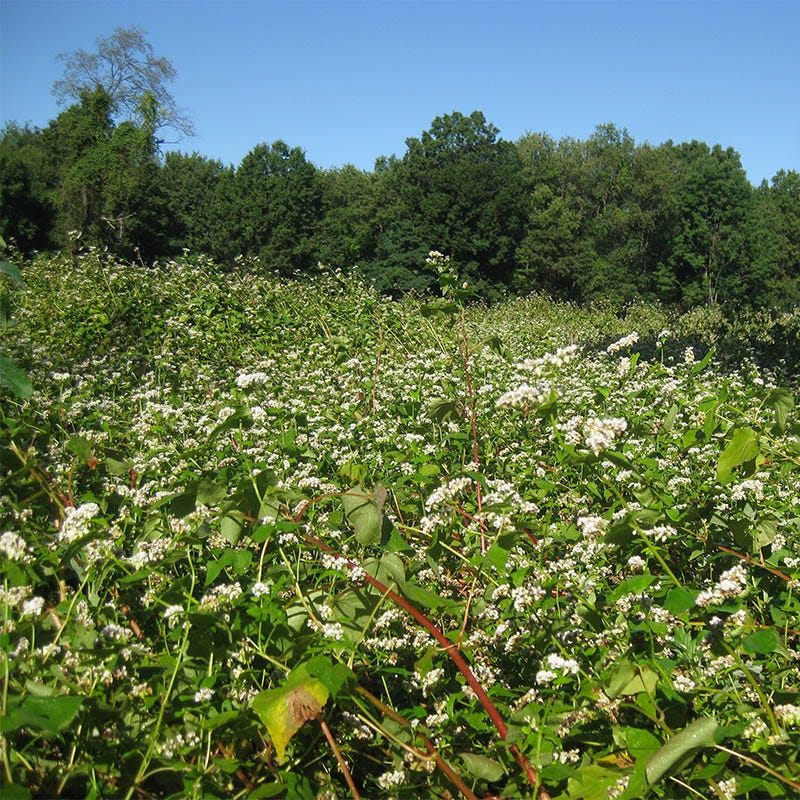 Buckwheat Seeds
