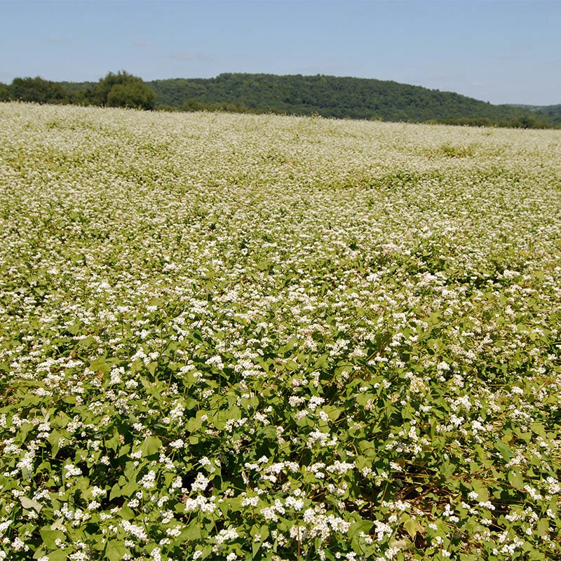 Buckwheat Seeds