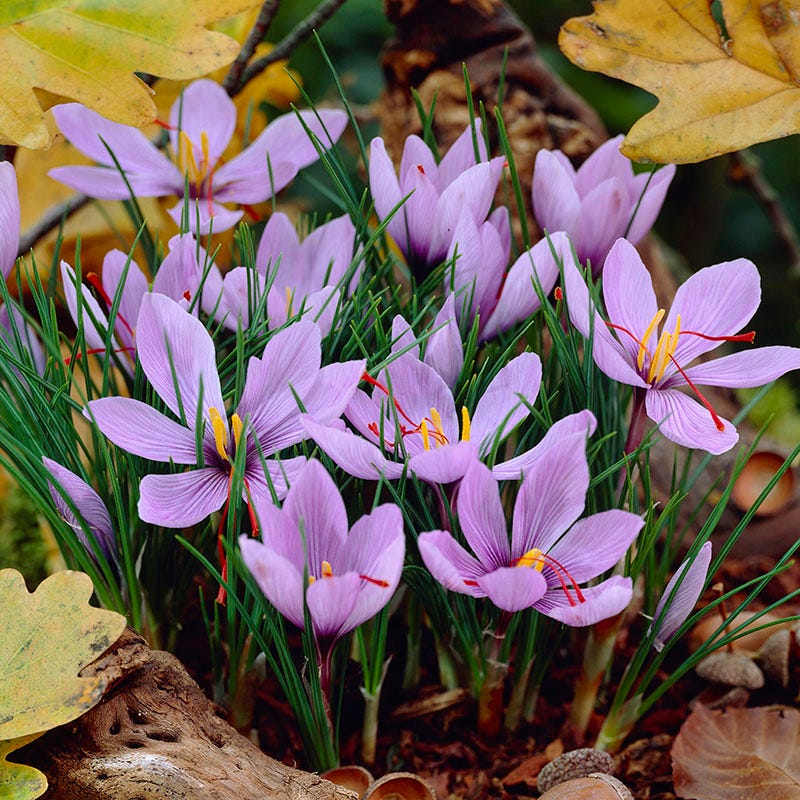 Saffron Crocus