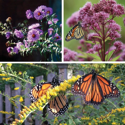 Fall Flowering Pollinator Pit Stop Plant Collection