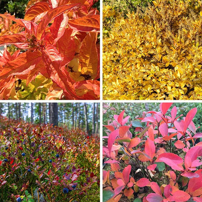 Fall Foliage Native Shrub Collection