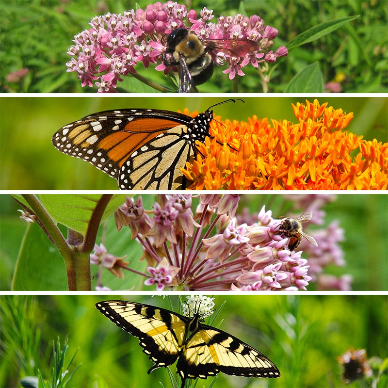 Milkweed Seed Packet Collection