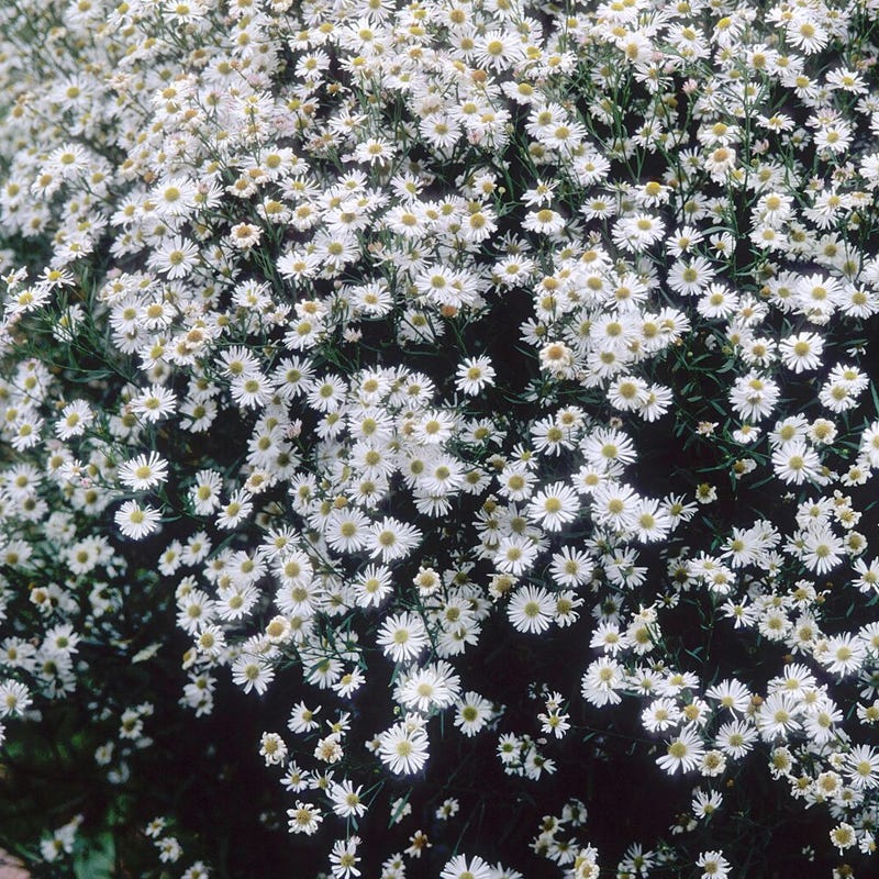 False Aster Seeds, Boltonia asteroides | American Meadows