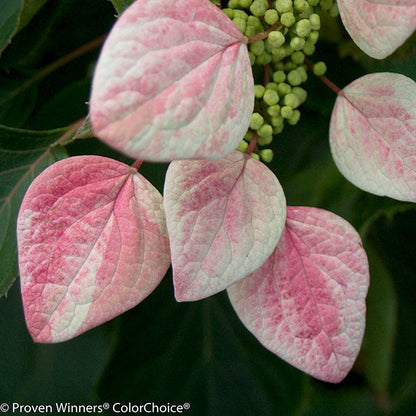 Rose Sensation® False Hydrangea Vine