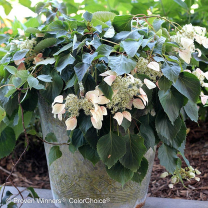 Rose Sensation® False Hydrangea Vine