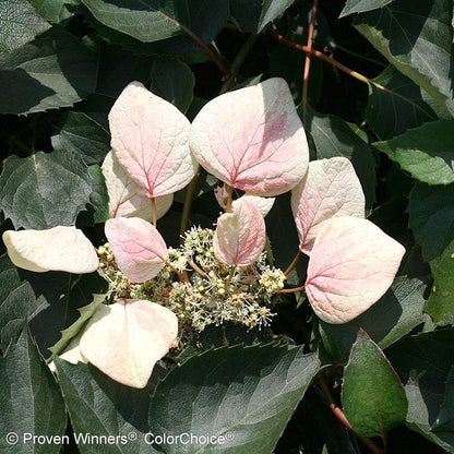 Rose Sensation® False Hydrangea Vine