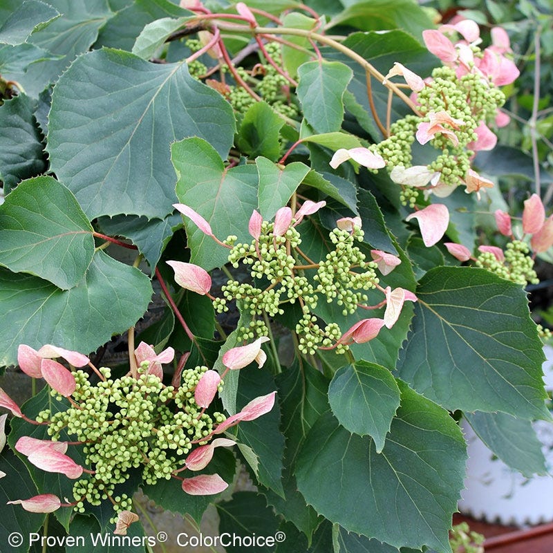 Rose Sensation False Hydrangea Vine, Schizophragma | American Meadows