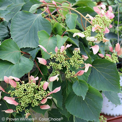 Rose Sensation® False Hydrangea Vine