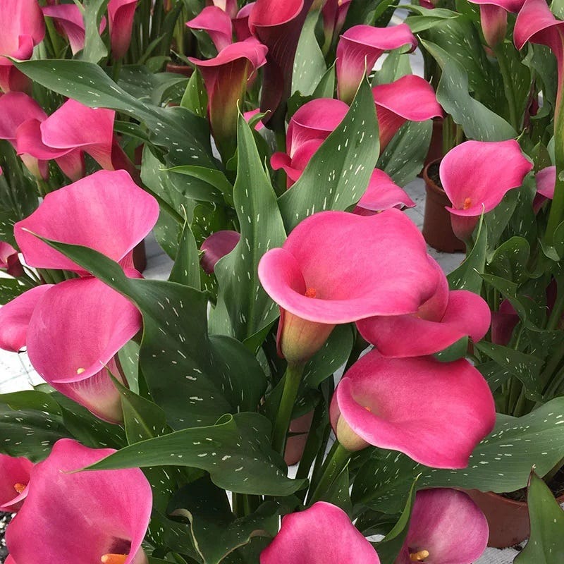 Ombre Bouquet Bulb Collection