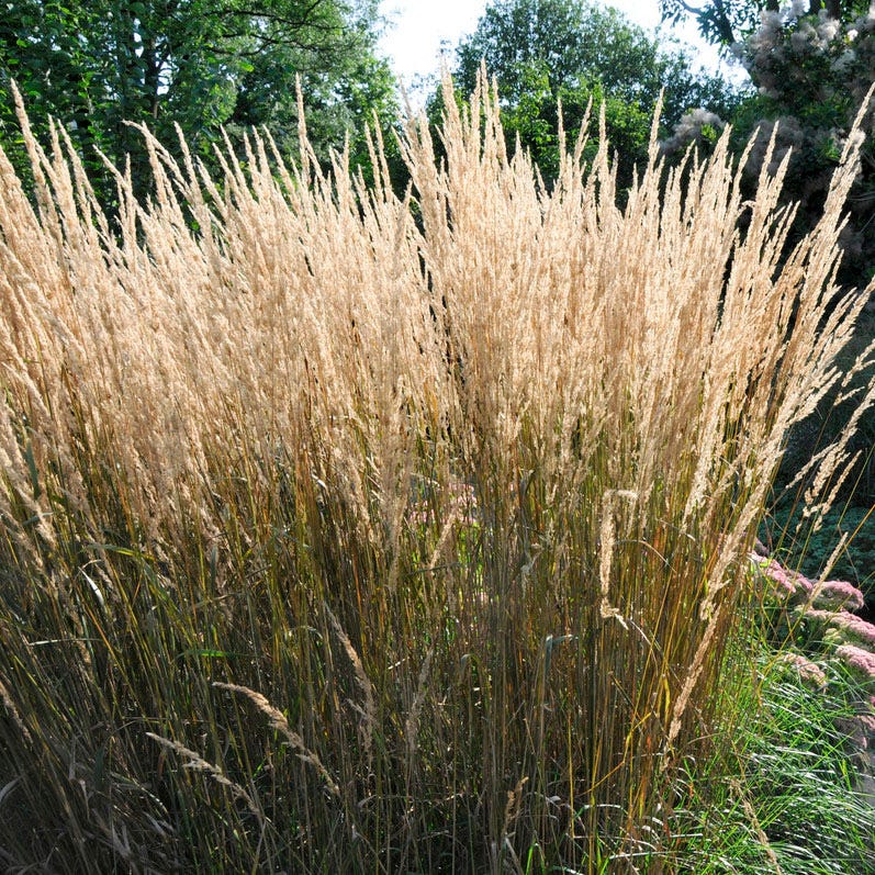 Karl Foerster Feather Reed Grass - Thumbnail 3