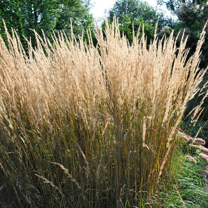Karl Foerster Feather Reed Grass