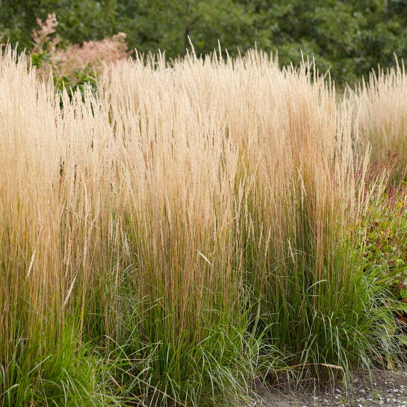 Carefree Ornamental Grass Pre-Planned Garden - Thumbnail 2