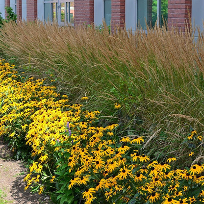 Karl Foerster Feather Reed Grass