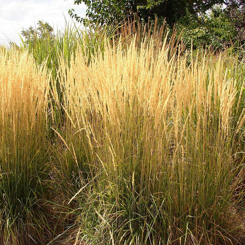 Buzz & Flutter Pollinator Pre-Planned Garden