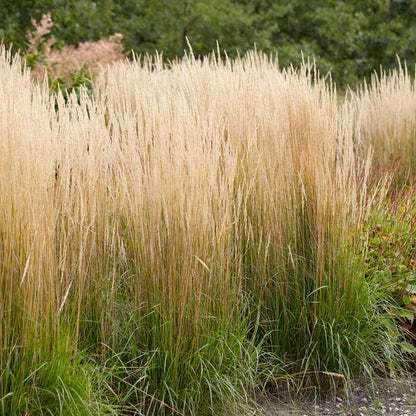 No Nibble Deer Resistant Pre-Planned Garden