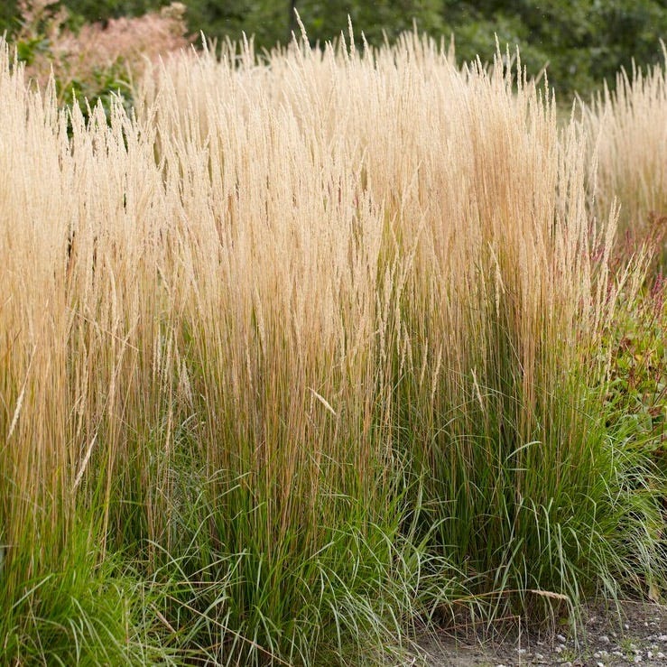 Deer Resistant Pre-Planned Garden