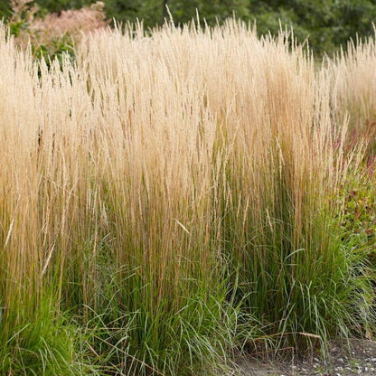 Deer Resistant Pre-Planned Garden