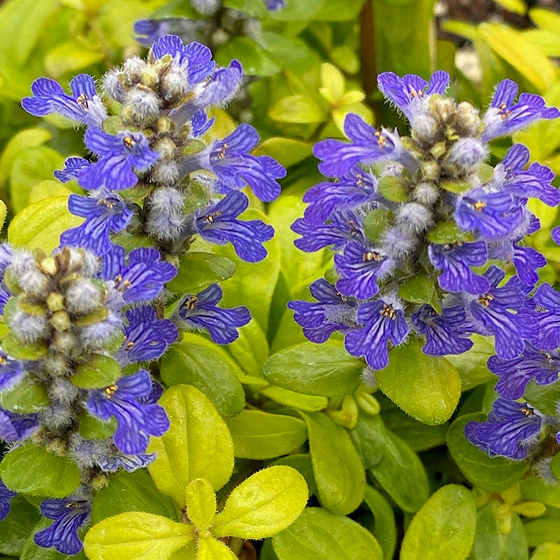 Feathered Friends™ Cordial Canary Ajuga