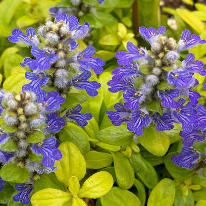 Feathered Friends™ Cordial Canary Ajuga