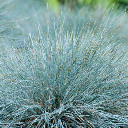 Carefree Ornamental Grass Pre-Planned Garden